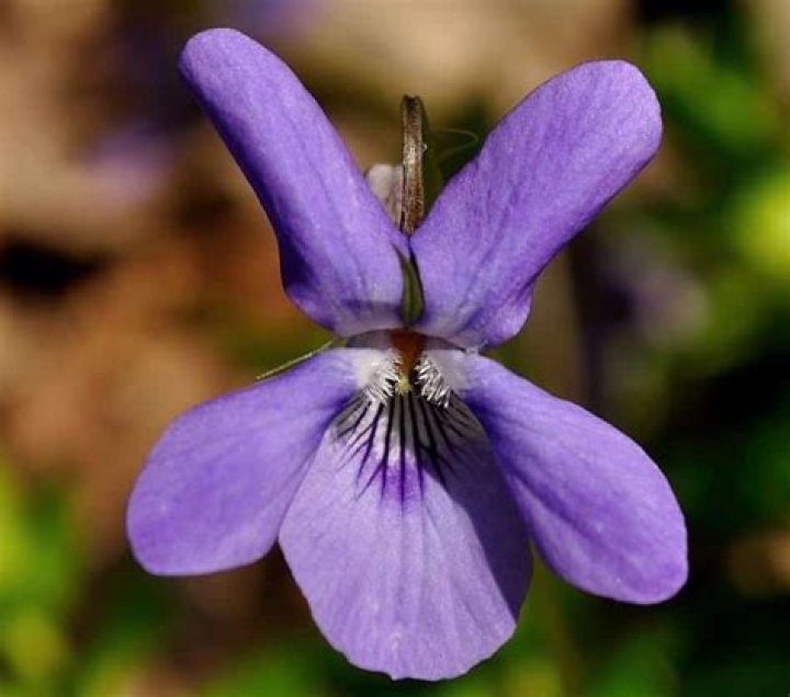 Are violas poisonous?