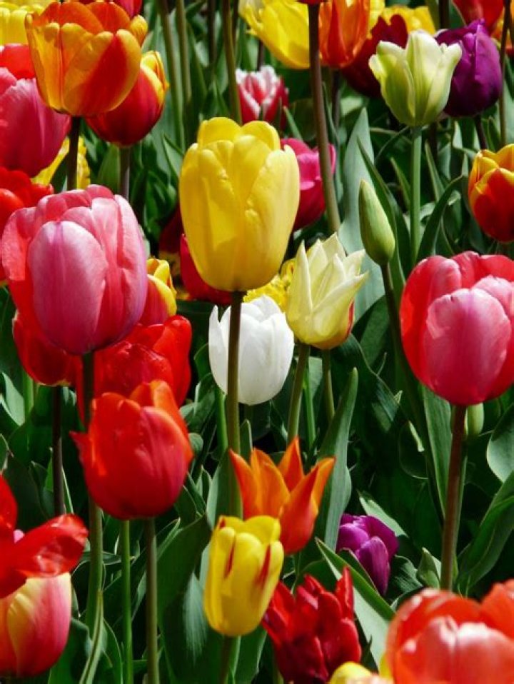 Can I replant tulip bulbs?