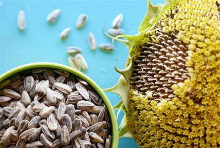 Can sunflower seeds survive frost?