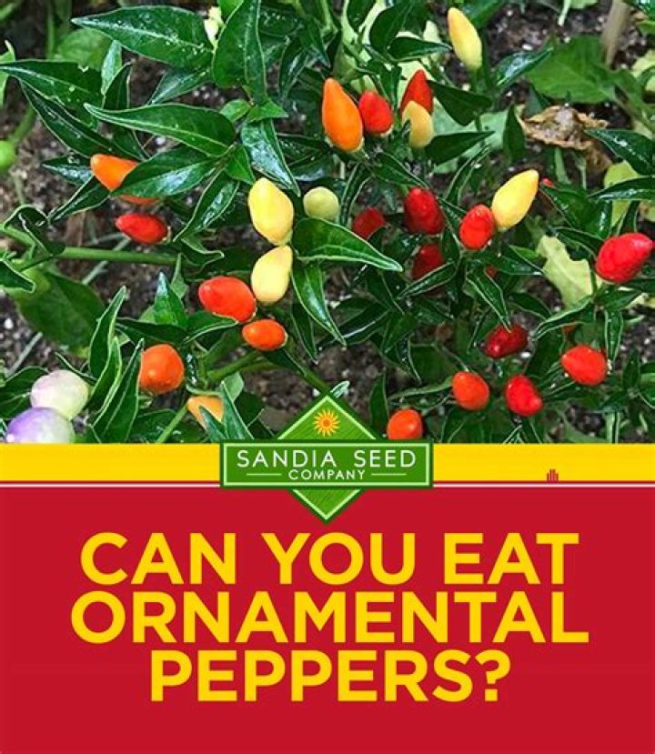 Can you eat ornamental pepper plant?