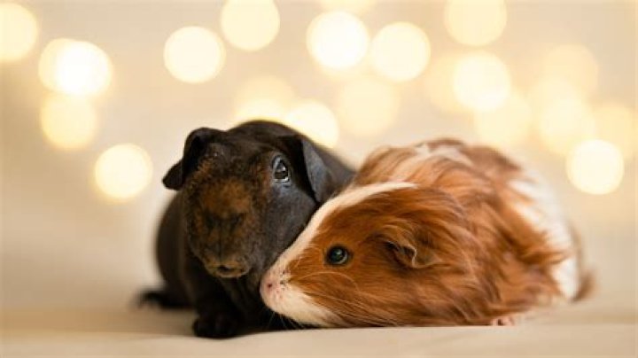 Do guinea pigs need light at night?