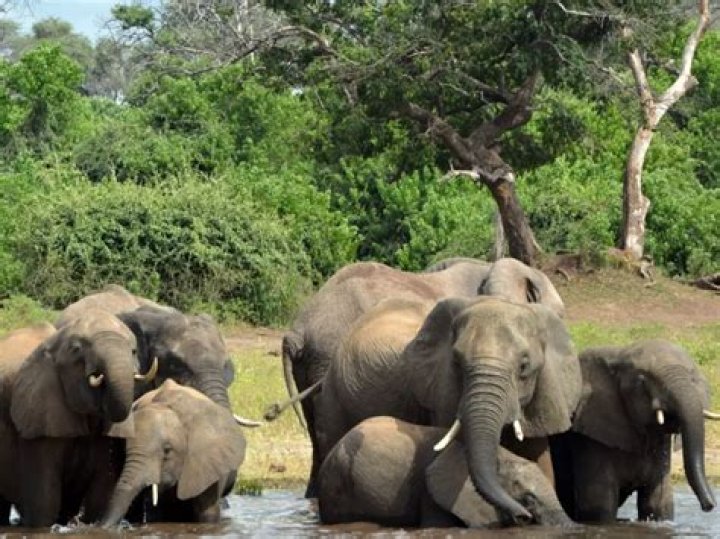 Elephant Herd Tramples One Poacher To Death, Injures Another