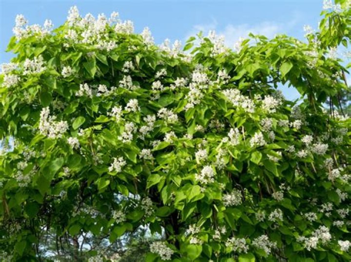Is a catalpa tree poisonous?
