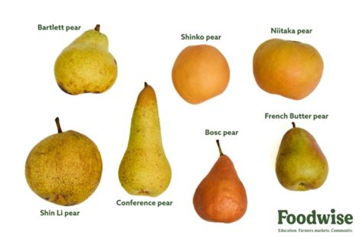 Is a pear related to an apple?
