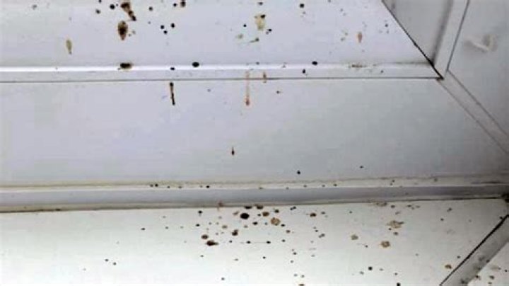 Is Spider poop toxic?