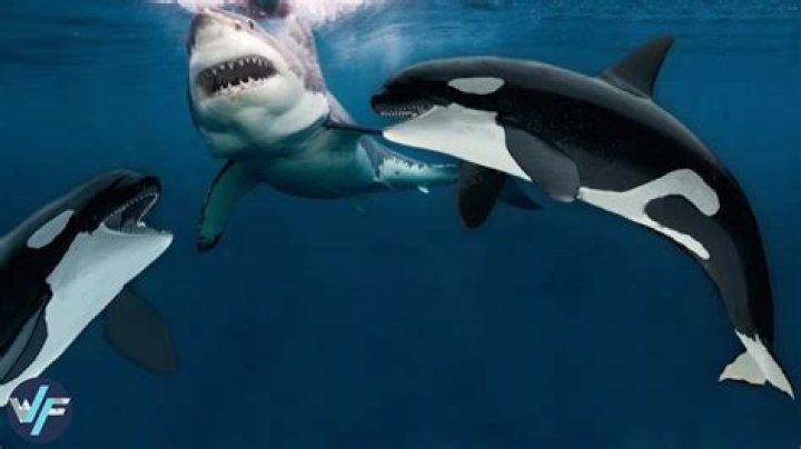 For Some Reason, Killer Whales Are Horrifically Murdering Great White Sharks