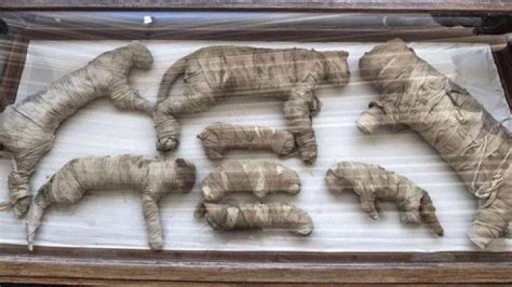 Rare Discovery Of Mummified Lion Cubs Unearthed In Egypt