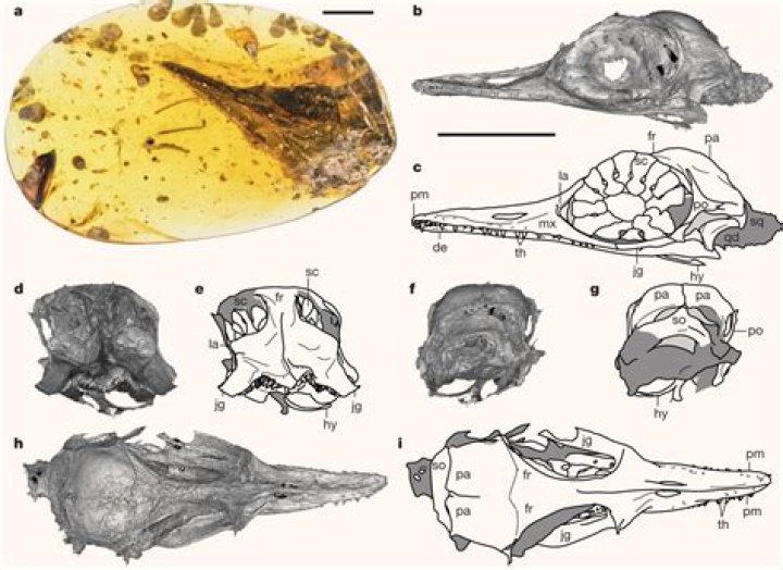 Smallest Dinosaur's Skull Found In 99 Million-Year-Old Amber