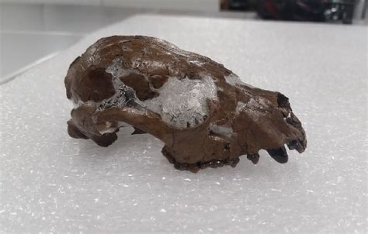 New Fossil Discovery Suggests Giant Pandas Didn't Originate In China, But Europe
