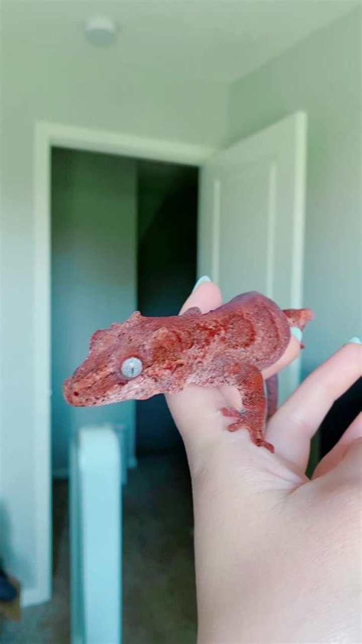 Redreptile Age | Wiki, Net worth, Bio, Height, Boyfriend