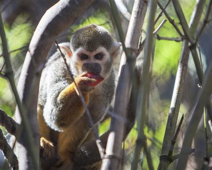 New Zealand Man Who Tried To Steal Squirrel Monkey Recieves Jail Time