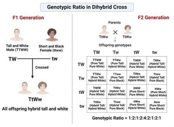 What is a genotype and phenotype ratio?
