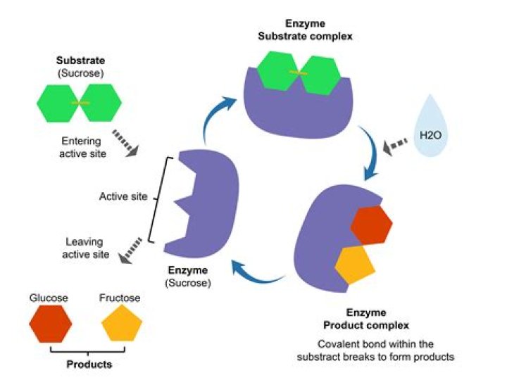 What is the substrate of the enzyme a amylase?