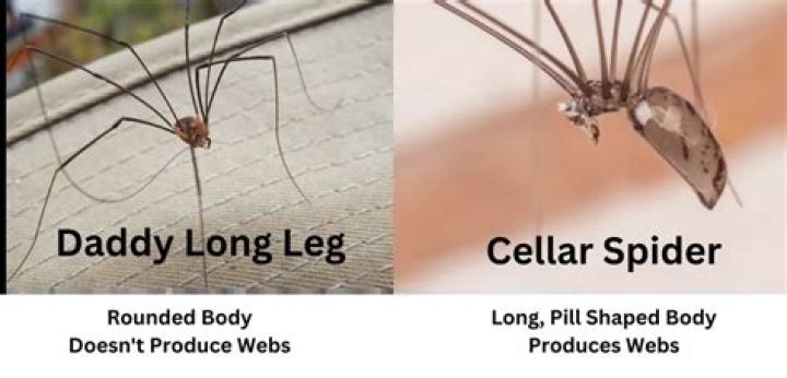 What’s wrong Daddy Long Neck? Wiki, disease, age, net worth