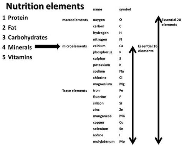 Which elements do carbohydrates contain?