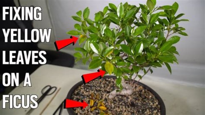 Why is my ficus bonsai losing leaves?