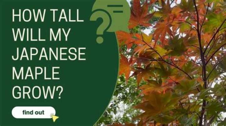 Will Japanese maple grow in Houston?