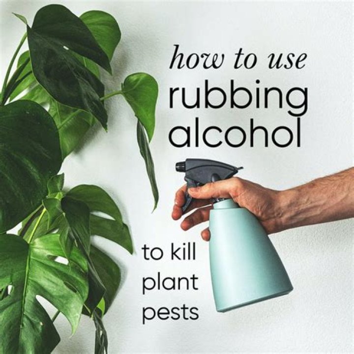 Will rubbing alcohol kill my plants?