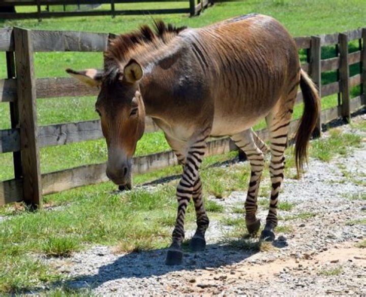 Kenyan Zebra Gives Birth To Rare Zebra-Donkey Hybrid Dubbed 'Zonkey'